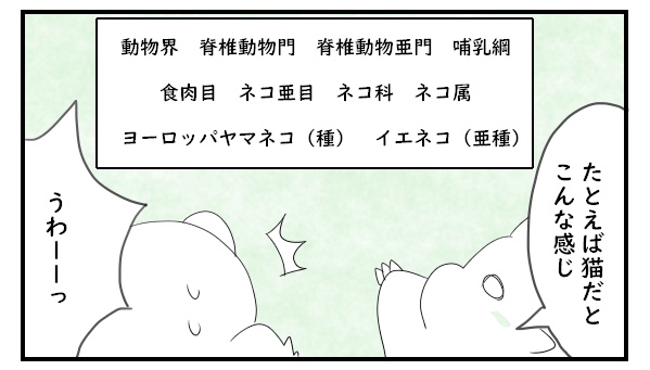 動物界　脊椎動物門　脊椎動物亜門　哺乳綱　食肉目　ネコ亜目　ネコ科　ネコ属　ヨーロッパヤマネコ　イエネコ